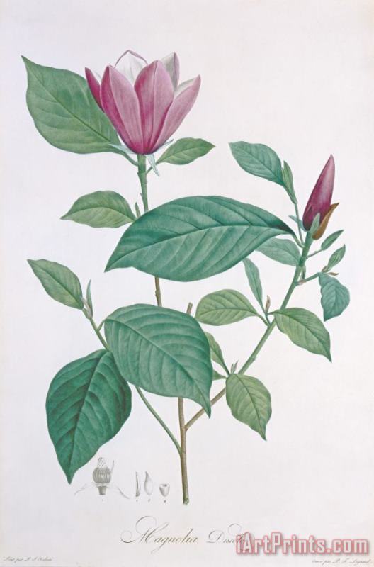 Magnolia Discolor Engraved By Legrand painting - Henri Joseph Redoute Magnolia Discolor Engraved By Legrand Art Print
