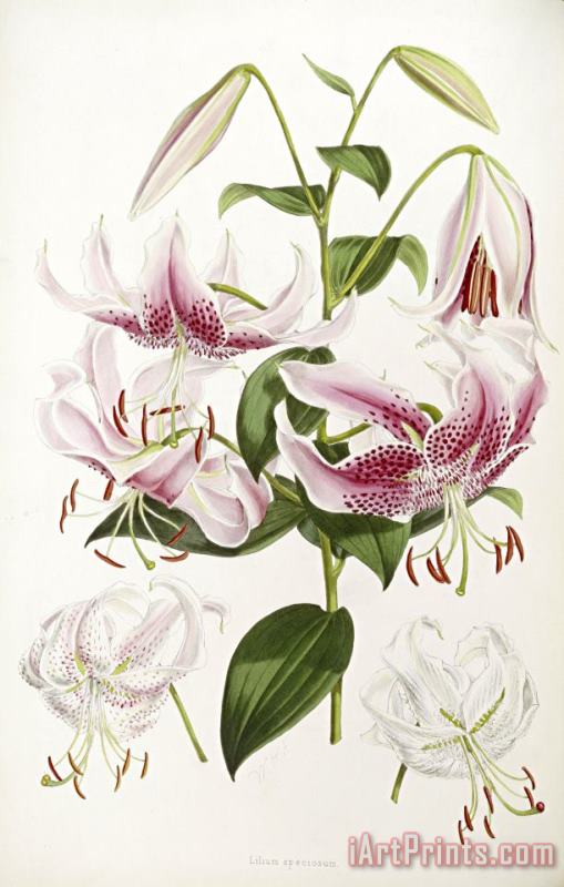 Henry John Elwes A Monograph of The Genus Lilium Art Painting