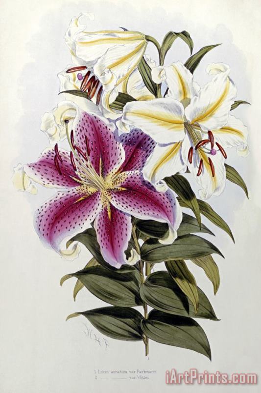 Henry John Elwes A Monograph of The Genus Lilium Art Painting