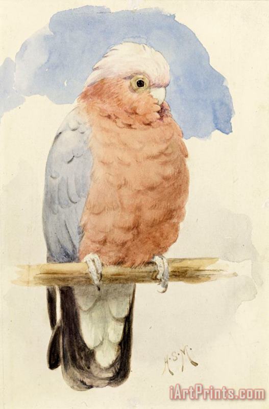 Henry Stacey Marks A Rose Breasted Cockatoo Art Print