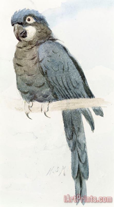 Henry Stacey Marks Hyancinth Macaw Art Print