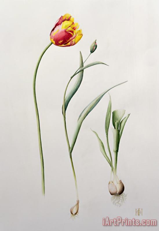Parrot Tulip painting - Iona Hordern Parrot Tulip Art Print