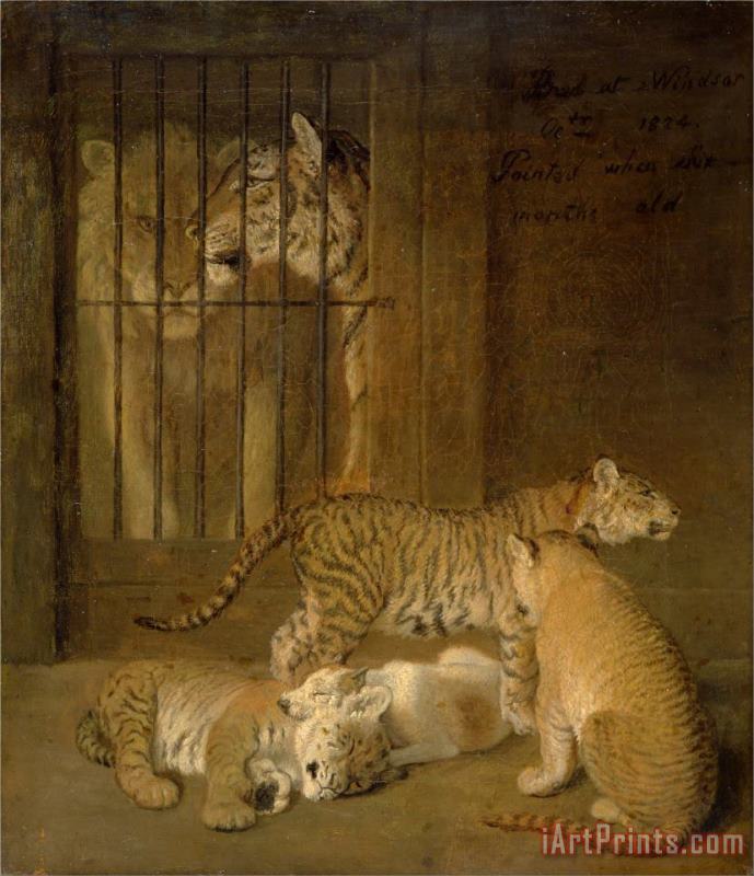 Jacques-Laurent Agasse Group of Whelps Bred Between a Lion And a Tigress Art Painting