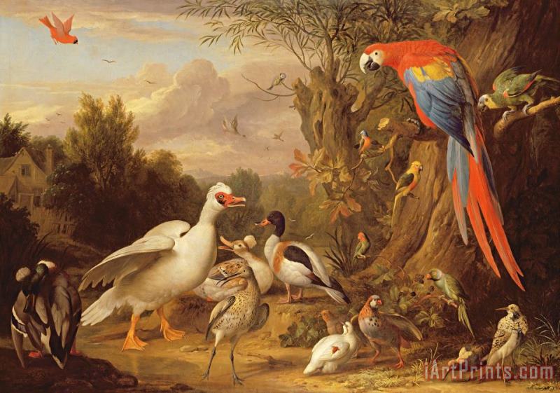 Jakob Bogdani A Macaw - Ducks - Parrots and Other Birds in a Landscape Art Painting