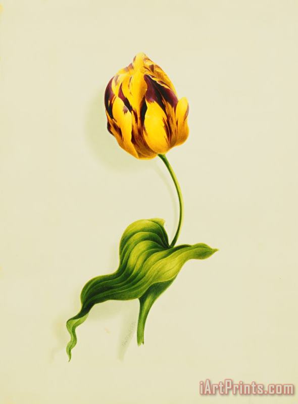 A Parrot Tulip painting - James Holland A Parrot Tulip Art Print