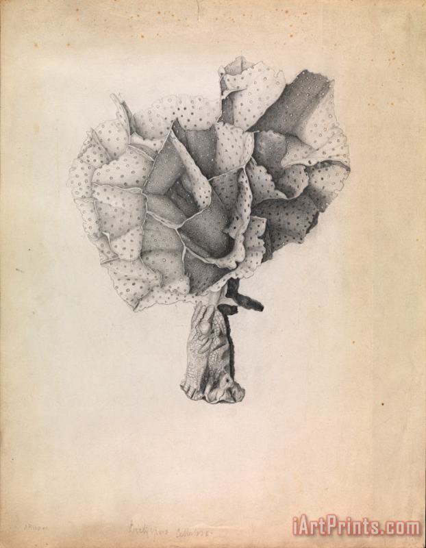 James Ripper Lace Coral, Adeona Cellulosa Art Print