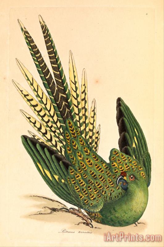 James Sowerby Ground Parrot, Psittacus Terrestris Art Painting