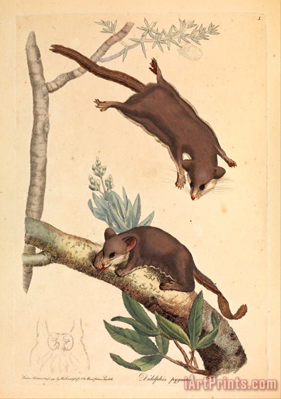 James Sowerby Pygmy Opossum, Didelphis Pygmaeus Art Print