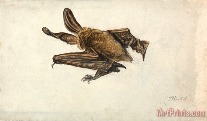 A Bat painting - James Ward A Bat Art Print