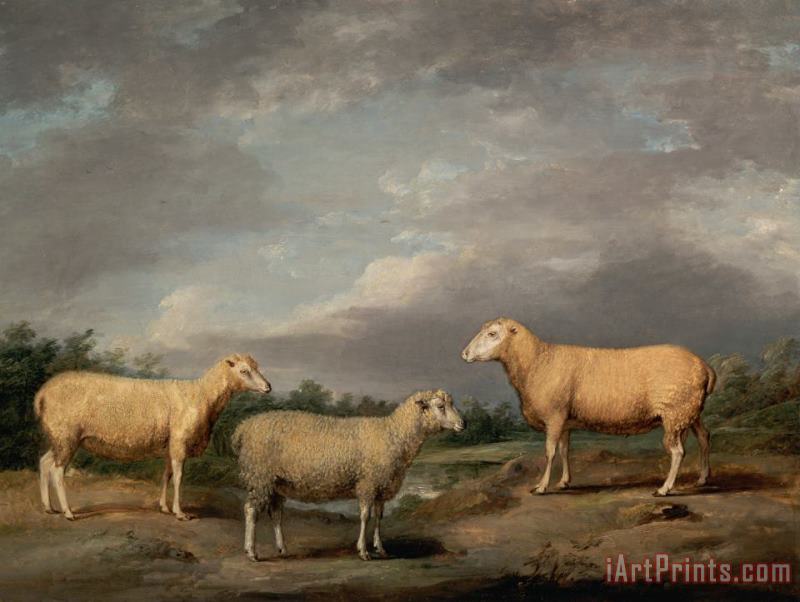Ryelands Sheep, The King's Ram, The King's Ewe And Lord Somerville's Wether painting - James Ward Ryelands Sheep, The King's Ram, The King's Ewe And Lord Somerville's Wether Art Print