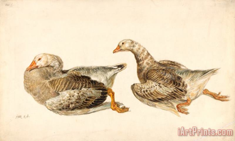 James Ward Studies of Geese Art Print