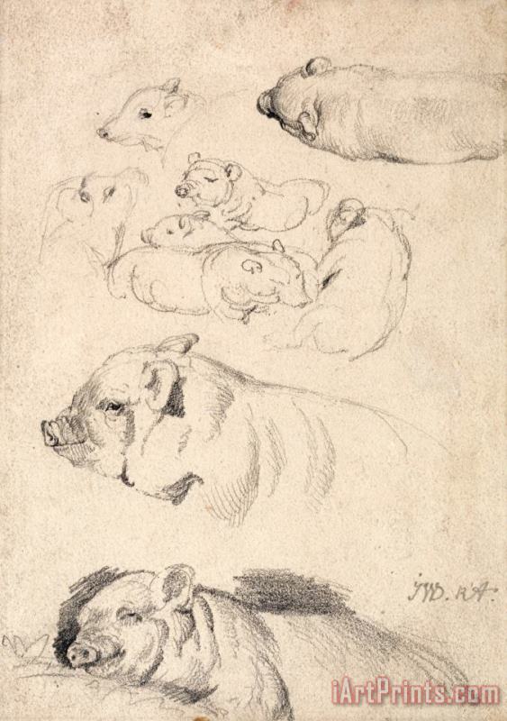 James Ward Studies of Pigs Art Print