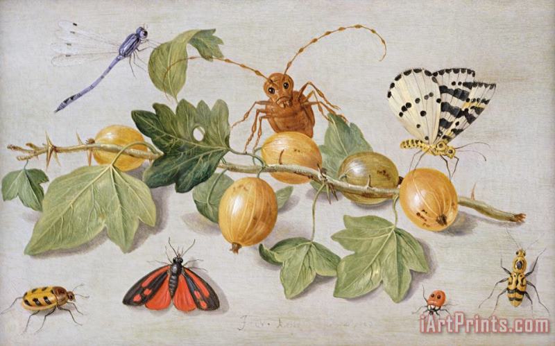 Still Life Of Branch Of Gooseberries painting - Jan Van Kessel Still Life Of Branch Of Gooseberries Art Print