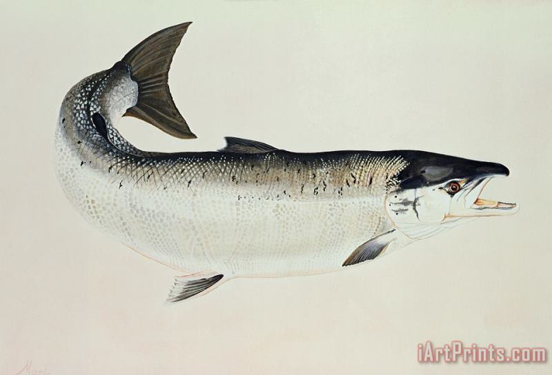 Salmon painting - Jeanne Maze Salmon Art Print