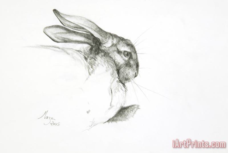 Jeanne Maze Study Of A Rabbit Art Print