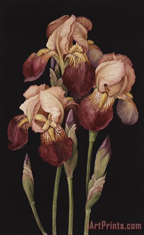Jenny Barron Irises Art Print