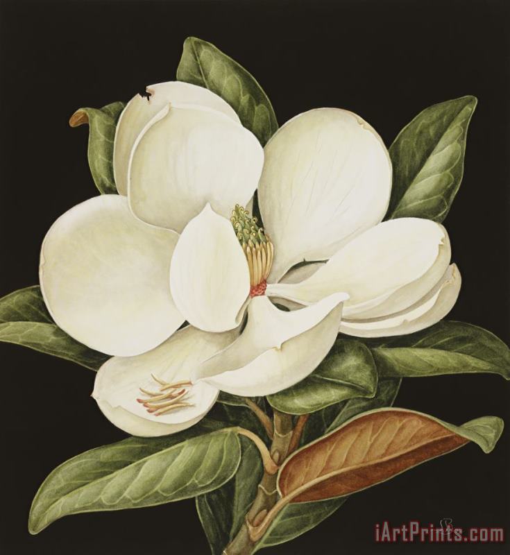 Magnolia Grandiflora painting - Jenny Barron Magnolia Grandiflora Art Print