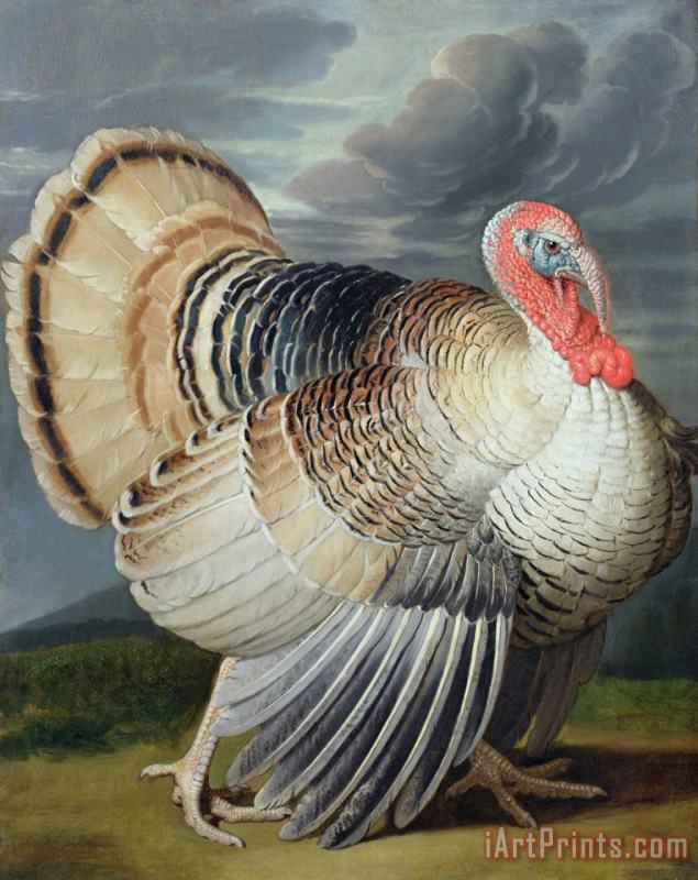 Johann Wenceslaus Peter Wenzal Portrait of a Turkey Art Print