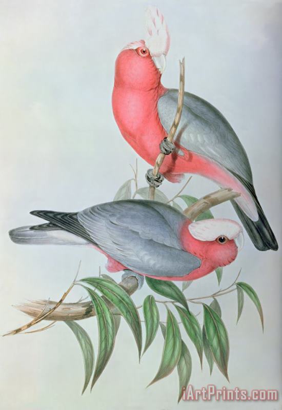 Birds Of Asia painting - John Gould Birds Of Asia Art Print
