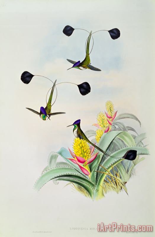 John Gould Hummingbird Art Painting
