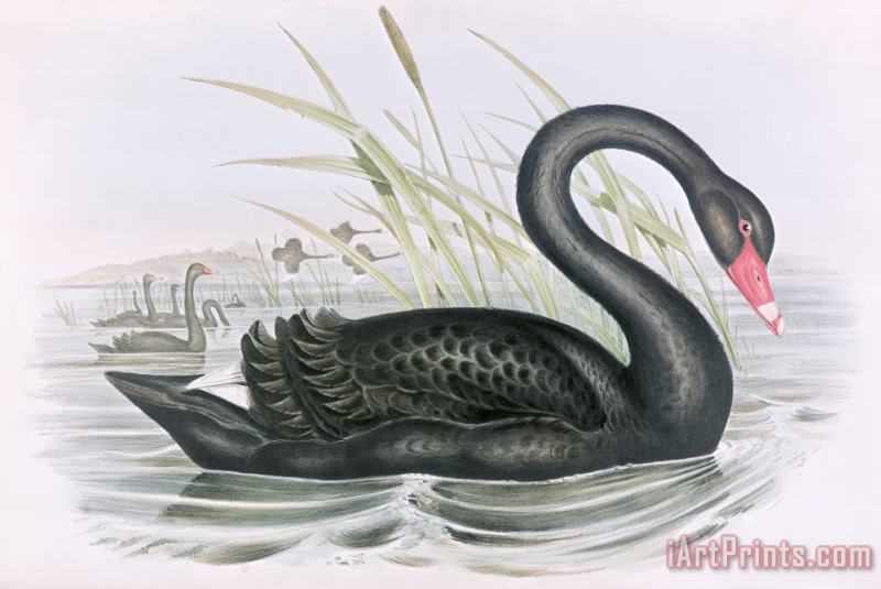 John Gould The Black Swan Art Painting