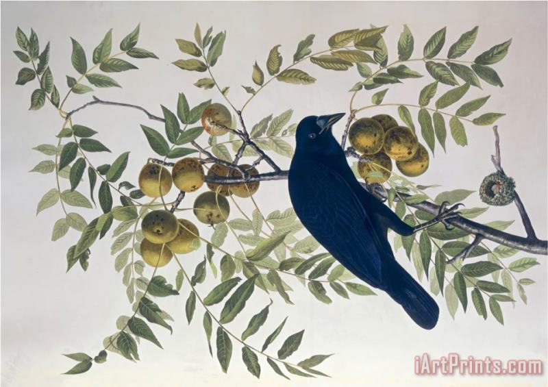 John James Audubon American Crow From Birds of America Art Painting