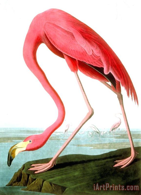 John James Audubon American Flamingo Art Print