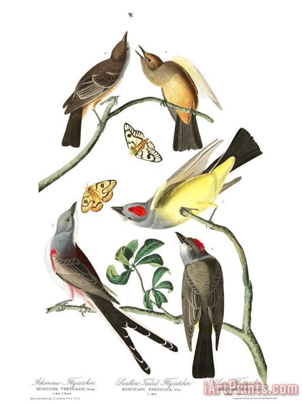 John James Audubon Arkansaw Flycatcher, Swallow Tailed Flycatcher, Says Flycatcher Art Print