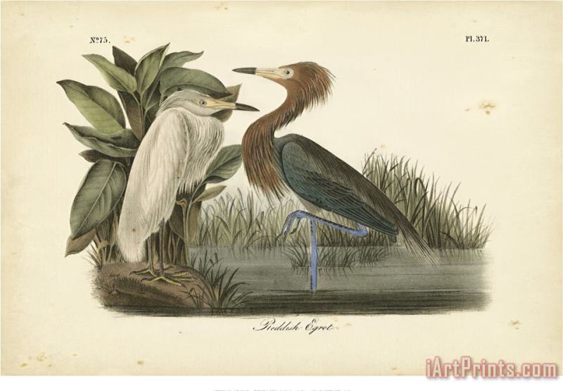 John James Audubon Audubon's Reddish Egret Art Painting