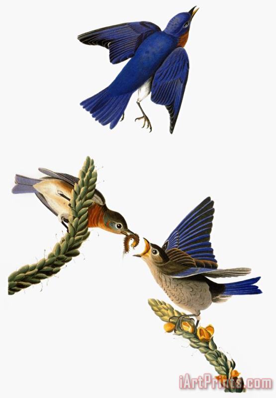 Audubon Bluebird painting - John James Audubon Audubon Bluebird Art Print