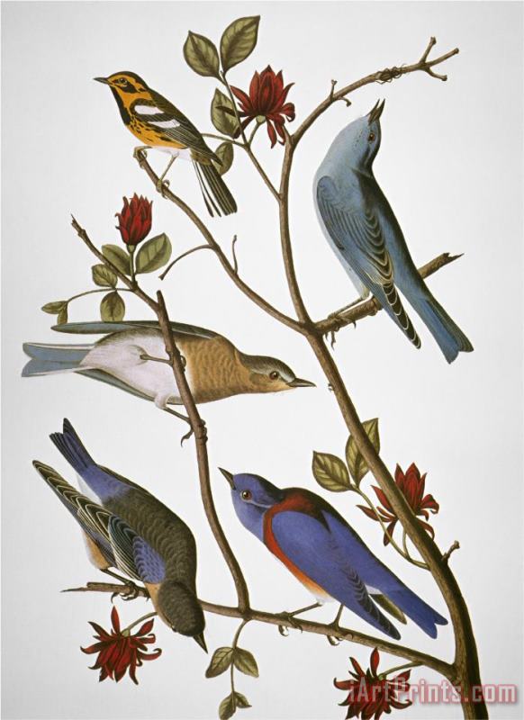 Audubon Bluebirds painting - John James Audubon Audubon Bluebirds Art Print