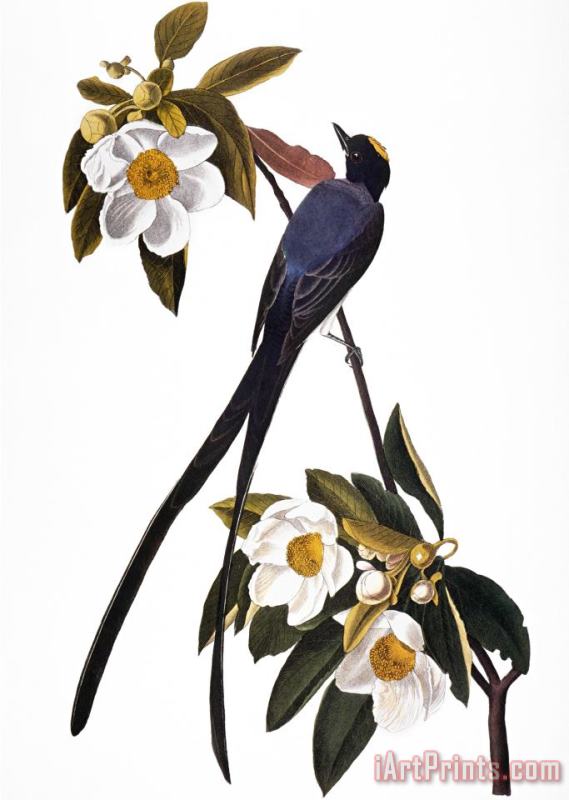 John James Audubon Audubon Flycatcher 1827 Art Print