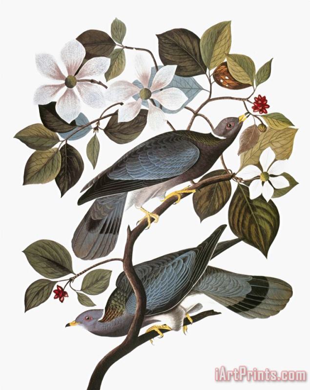 Audubon Pigeon painting - John James Audubon Audubon Pigeon Art Print