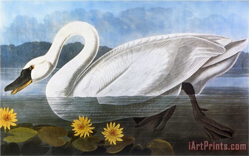 John James Audubon Audubon Swan 1827 Art Painting
