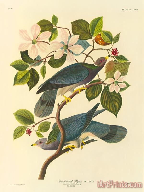 Band Tailed Pigeon painting - John James Audubon Band Tailed Pigeon Art Print