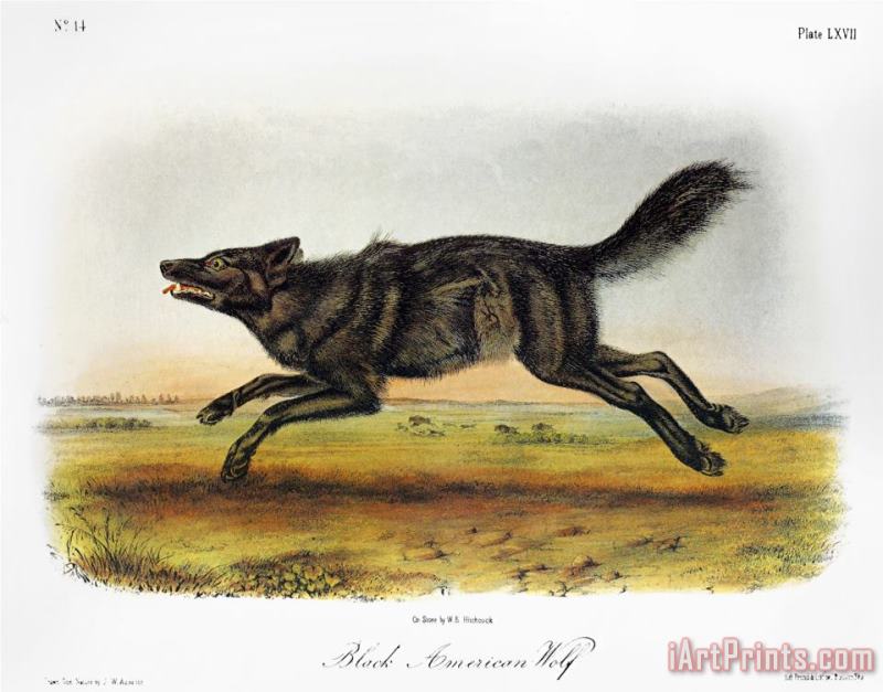 Black American Wolf painting - John James Audubon Black American Wolf Art Print
