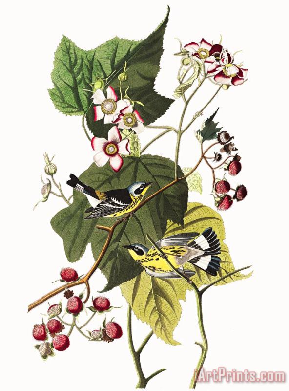 Black & Yellow Warblers painting - John James Audubon Black & Yellow Warblers Art Print