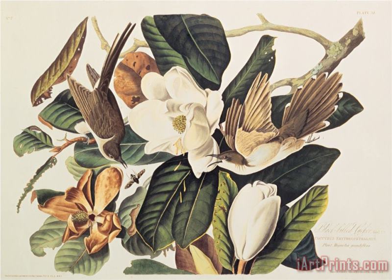 John James Audubon Black Billed Cuckoo on Magnolia Grandiflora 1828 Art Print