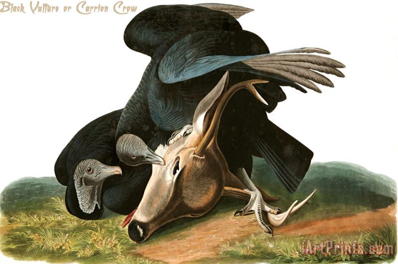 John James Audubon Black Vulture Or Carrion Crow Art Painting