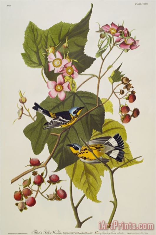 John James Audubon Black Yellow Magnolia Warbler Dendroica Magnolia Plate Cxxiii From The Birds of America Art Painting