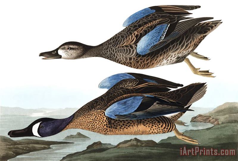 John James Audubon Blue Winged Teal Art Print