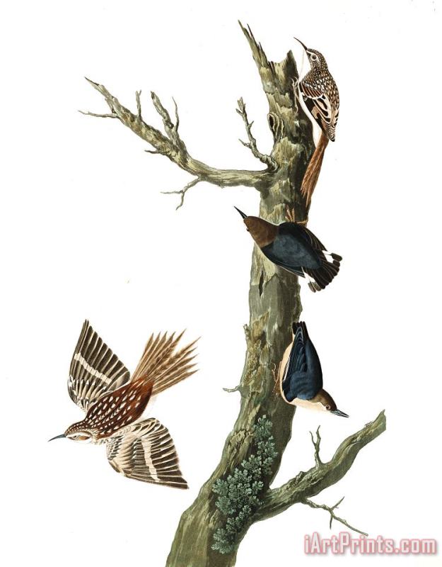 John James Audubon Brown Creeper, Or Californian Nuthatch Art Print