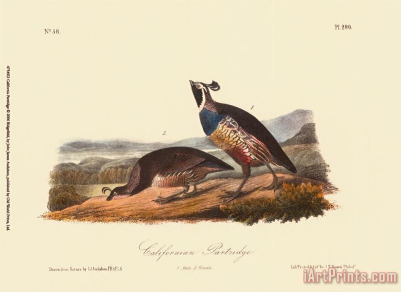 California Partridge painting - John James Audubon California Partridge Art Print