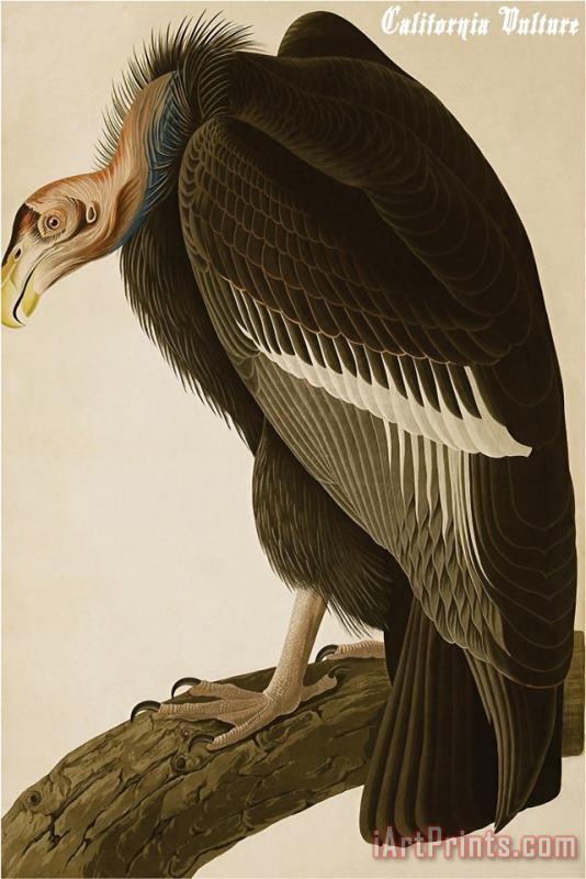 John James Audubon California Vulture Art Print