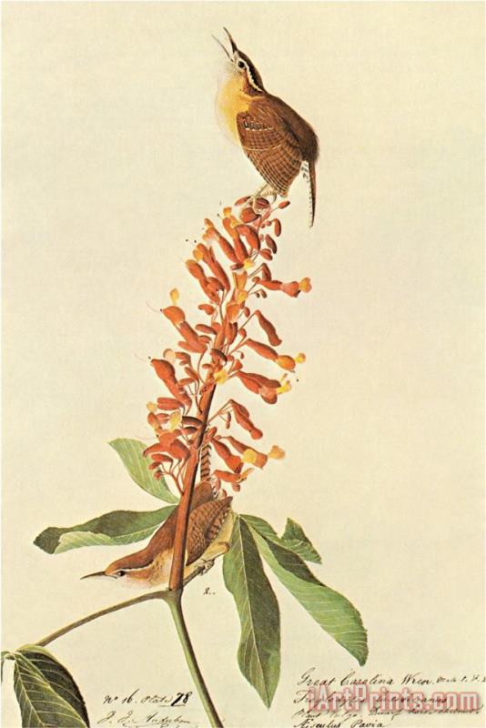 John James Audubon California Wren Art Painting