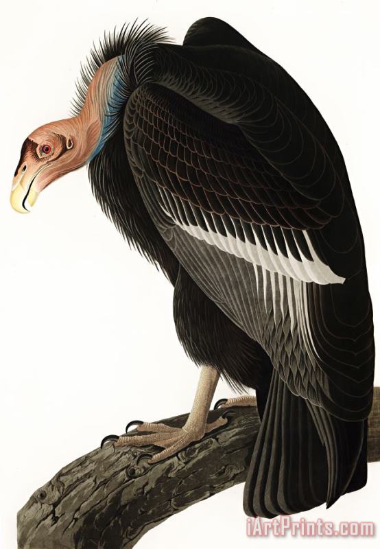 John James Audubon Californian Vulture Art Print