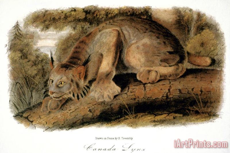 John James Audubon Canada Lynx 1846 Art Painting