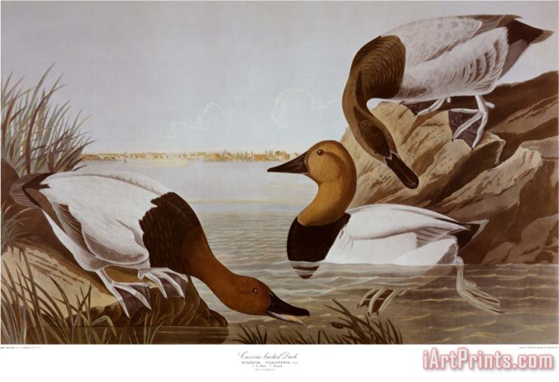 Canvasback Duck painting - John James Audubon Canvasback Duck Art Print