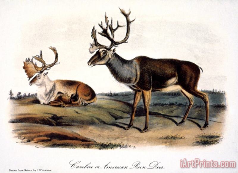 John James Audubon Caribou Rangifer Caribou Art Print