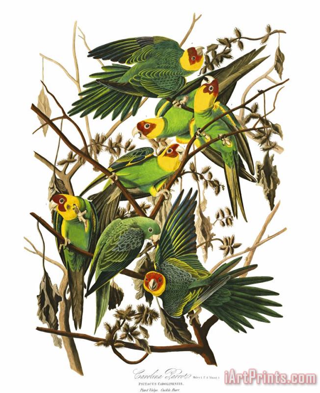 Carolina Parrot painting - John James Audubon Carolina Parrot Art Print